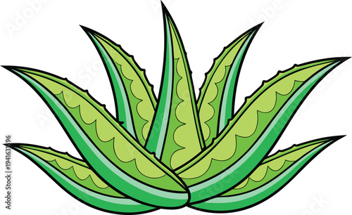 Aloe Vera Plant Botanical Illustration. Aloe Vera Medicinal Herb Plant. Aloe Vera Natural Healing Plant. Aloe Vera Succulent Garden Plant. Aloe Vera Herbal Medicine Plant. Aloe Vera Green Succulent