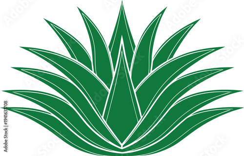 Aloe Vera Plant Botanical Illustration. Aloe Vera Medicinal Herb Plant. Aloe Vera Natural Healing Plant. Aloe Vera Succulent Garden Plant. Aloe Vera Herbal Medicine Plant. Aloe Vera Green Succulent