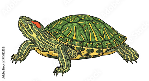 Illustration of a red eared slider turtle with distinctive markings