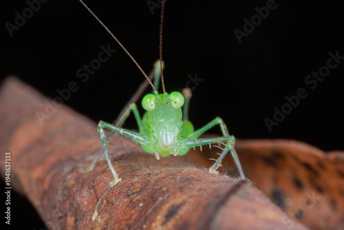 Картината върху платно Freshly molted katydid nymph close up macro