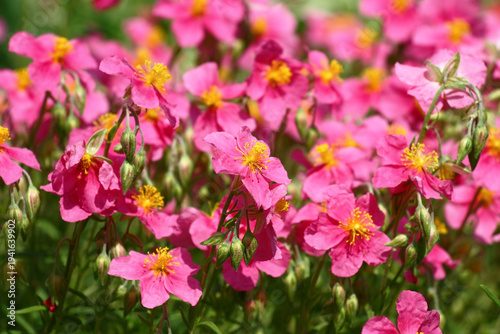 Beginning of summer.In a decorative garden the helianthemum bush blossoms in pink flowers with yellow stamens.