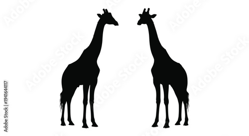 Two giraffes stand facing each other a striking black silhouette