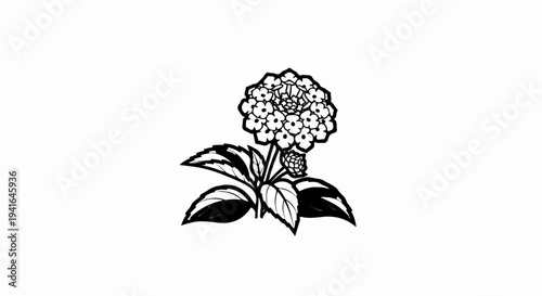 Detailed illustration of a clustered flower with leaves and bud