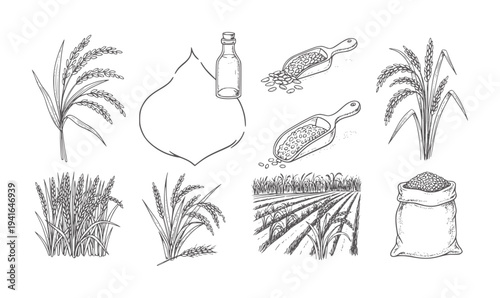 Hand drawn rice cultivation process from field to sack paddy harvest