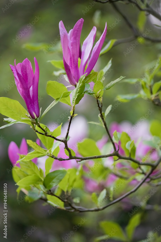 Obraz premium Vibrant purple Magnolia flowers blooming on a branch with green leaves at the Center for Biological Diversity Conservation. Warsaw, Poland. Vertical floral photography.