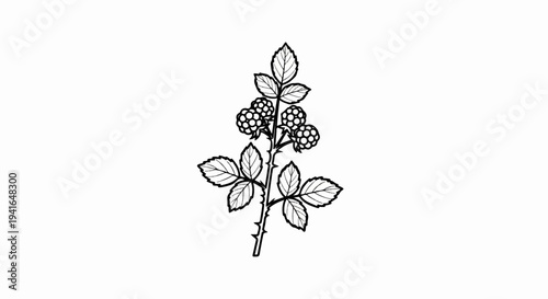 Black and white illustration of a thorny branch with leaves and berries