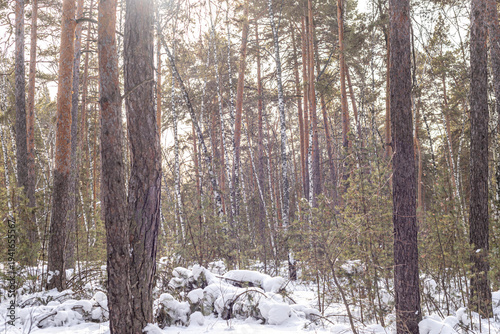 snow-covered forest, birch and pine trees on a sunny day