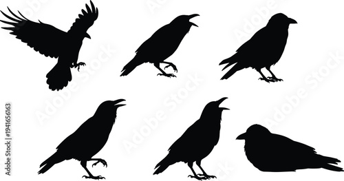 Crow and raven silhouettes in flight and perched, black bird illustration, wildlife design, animal behavior study, gothic art, dark nature concept
