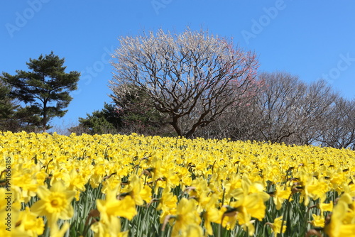 Canvas Print Yellow daffodil flower field and plum tree