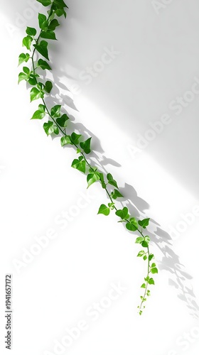 Ivy white background ivy sustainability theme with vertical green climbing vine and soft natural shadow minimal botanical eco concept