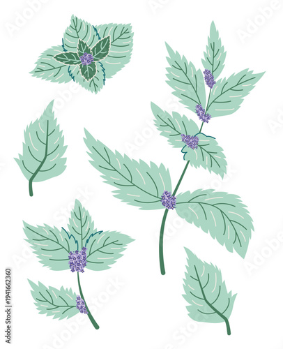 Set of hand-drawn mint leaves and blooming sprigs