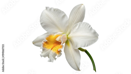 Tableau sur toile White orchid flower with yellow details isolated on transparent background cut o