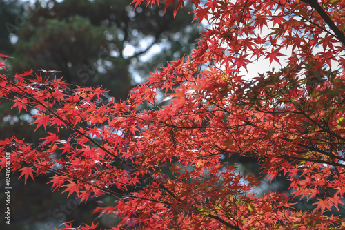 Nov 24 2025 Autumn Maple Leaves at Kyoto Daisen in Temple