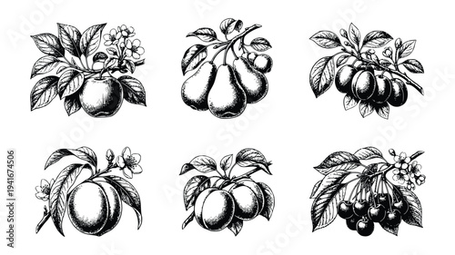 Black and white illustrations of various fruit branches showcasing different types of stone fruits and their botanical names in a vintage hand-drawn style.