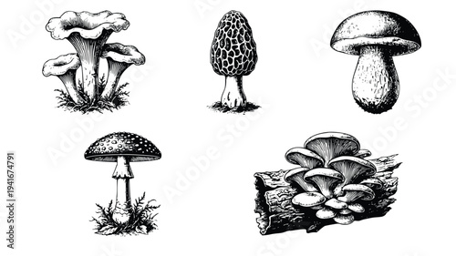 Illustrations of various edible and poisonous mushrooms including chanterelle, morel, boletus edulis, fly agaric, and oyster mushroom with detailed botanical names and labels for each species
