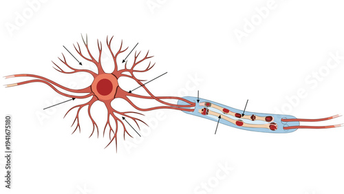 Detailed illustration of a neuron, the basic unit of the nervous system, with its dendrites, cell body, and axon, representing neuroscience and biology.