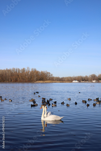 Valokuva two white swans among ducks on a spring river