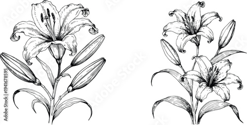 Lily Flower Botanical Line Art Vector Illustration