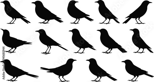 Crow bird silhouette collection standing crow poses wildlife bird silhouettes isolated on white background nature vector illustration set