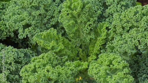 Green kale leaves in garden