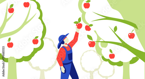 Farmer picking ripe red apples from a tree in a green orchard