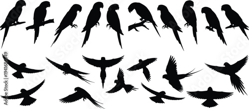 Parrot Silhouette Collection with Flying and Perching Tropical Birds in Different Wing Positions Isolated Black Vector Set for Wildlife Design