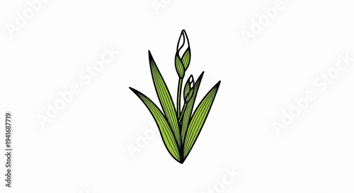 Green plant with pointed leaves and unopened flower buds