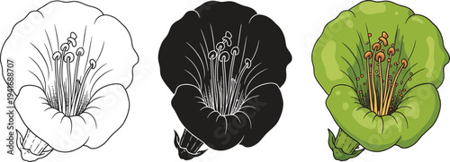 Three variations of a bell-shaped flower featuring detailed outline solid silhouette and vibrant colored illustration perfect for botanical studies or design elements