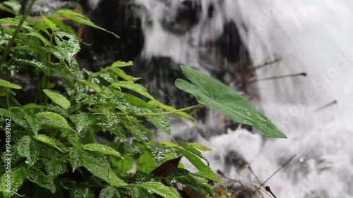 Vibrant Green Foliage and Dynamic Waterfall in Lush Tropical Rainforest