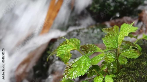 Vibrant Green Leaves Thrive by Rushing Stream in Lush Forest Environment