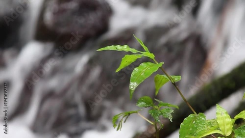 Vibrant Green Plant with Water Droplets in Focus, Dynamic Rushing Waterfall Creates Serene Blurred Background