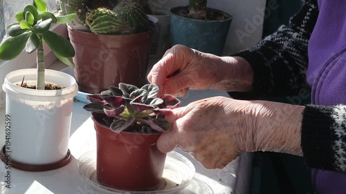 An elderly woman's hands tenderly tend to a violet in a pot on a sunny windowsill at home.