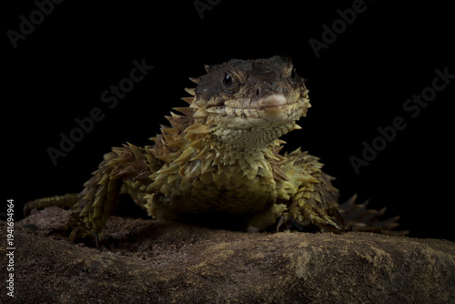 фотографія The Sungazer (Smaug giganteus) is a species of lizard from sub-Saharan Africa