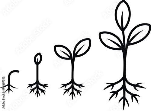 Plant growth stages vector illustration showing seed germination, sprout and young plant development with roots, botanical life cycle icon set for agriculture and gardening education.