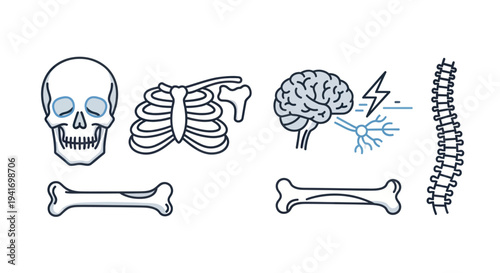 Human Bones and Skull Anatomy Illustration.