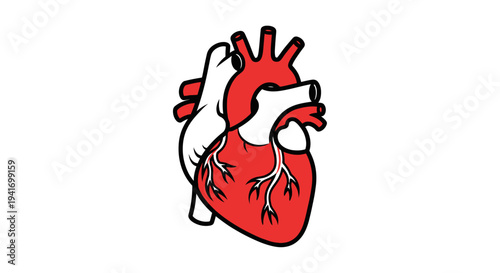 Human Heart Anatomy Illustration Detailed View.