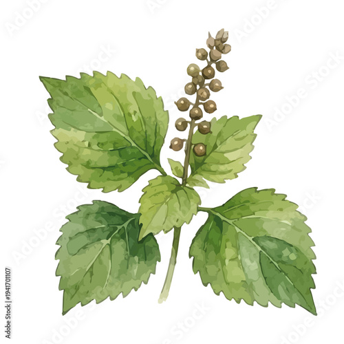 Hand drawn watercolor egoma leaves illustration, perilla frutescens, healthy herb