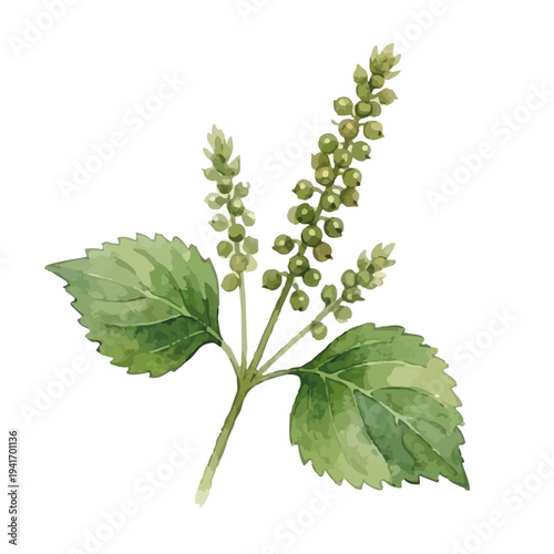 Hand drawn watercolor egoma leaves illustration, perilla frutescens, healthy herb