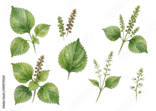 Hand drawn watercolor egoma leaves illustration, perilla frutescens, healthy herb