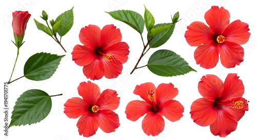 Vibrant Red Hibiscus Flowers and Leaves Collection isolated on white background.