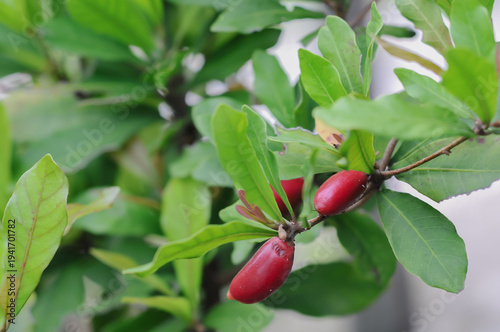 miracle fruit at garden