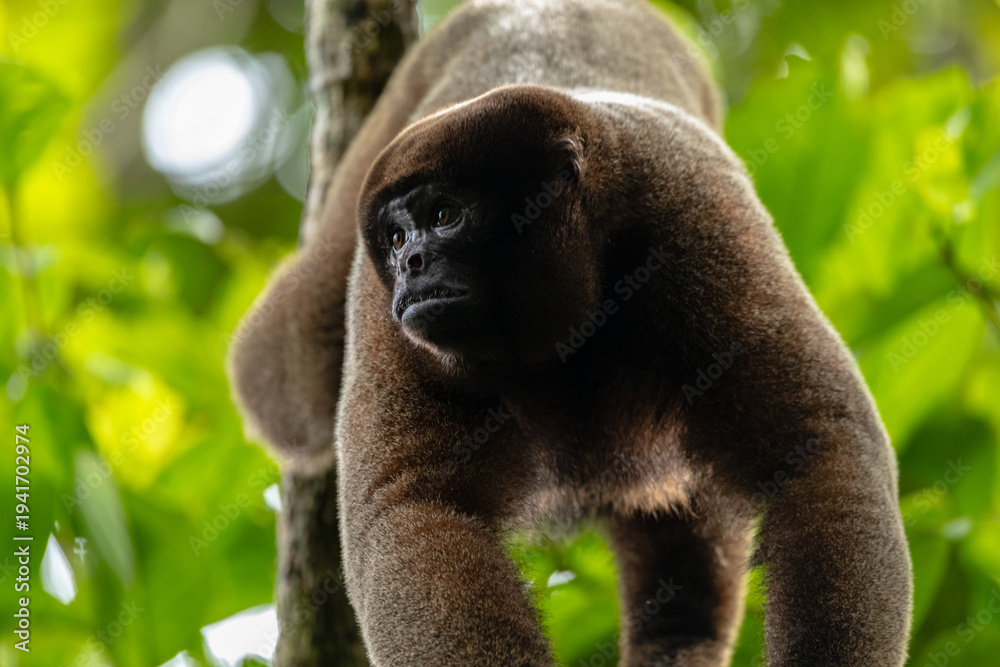 Fototapeta premium Wildlife photograph of a woolly monkey resting in the canopy of the Amazon rainforest. This charismatic primate is an important species of the Amazon and a highlight for wildlife observation