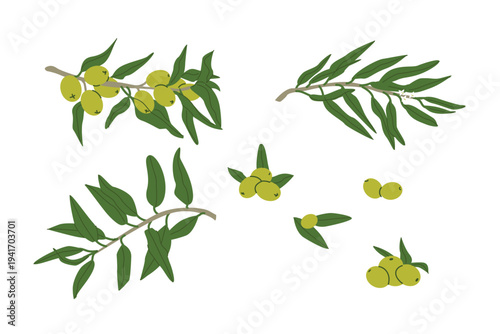 Cartoon olive plant parts with tree branch, fruits and leaves. Retro flat illustration of green olives. Vintage art for oil packaging, canned food, textile, wallpaper. Green raw olive plant with fruit