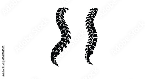 Silhouette of a human spinal column showing the detailed vertebral structure and natural curvature on a white background.