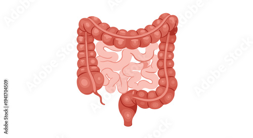 Anatomical illustration of the human digestive tract including the large intestine small intestine and appendix.