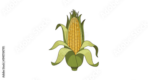 Illustration of a fresh ear of corn with its green husks partially opened to reveal the rows of yellow kernels on a white background.