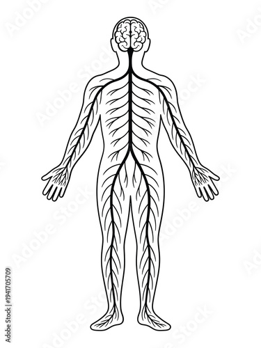 Anatomical illustration of the human nervous system and spinal cord