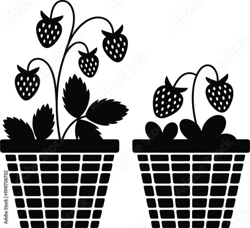 Two garden strawberry plants growing in pots.
