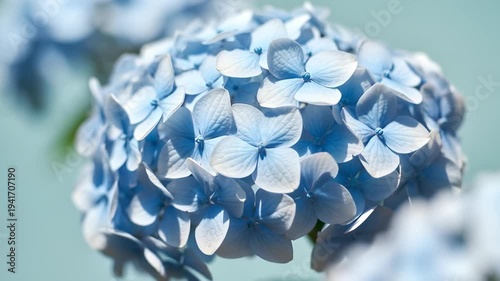 Close-up Bright Blue Hydrangea Bloom Gently Swaying in Gentle Breeze Against Soft Garden Background