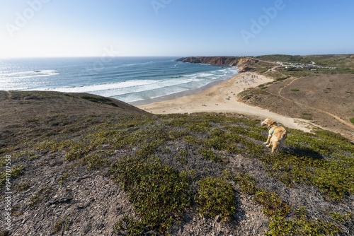 Golden retriever overlooking scenic beach and Atlantic Ocean coastline in Algarve, Portugal. Sunny coastal landscape with sandy beach, rolling waves, rugged cliffs, and green shrubbery
